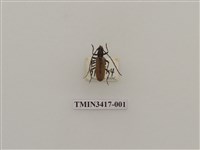 藏品(胸斑黃天牛(黃色深山天牛))的圖片